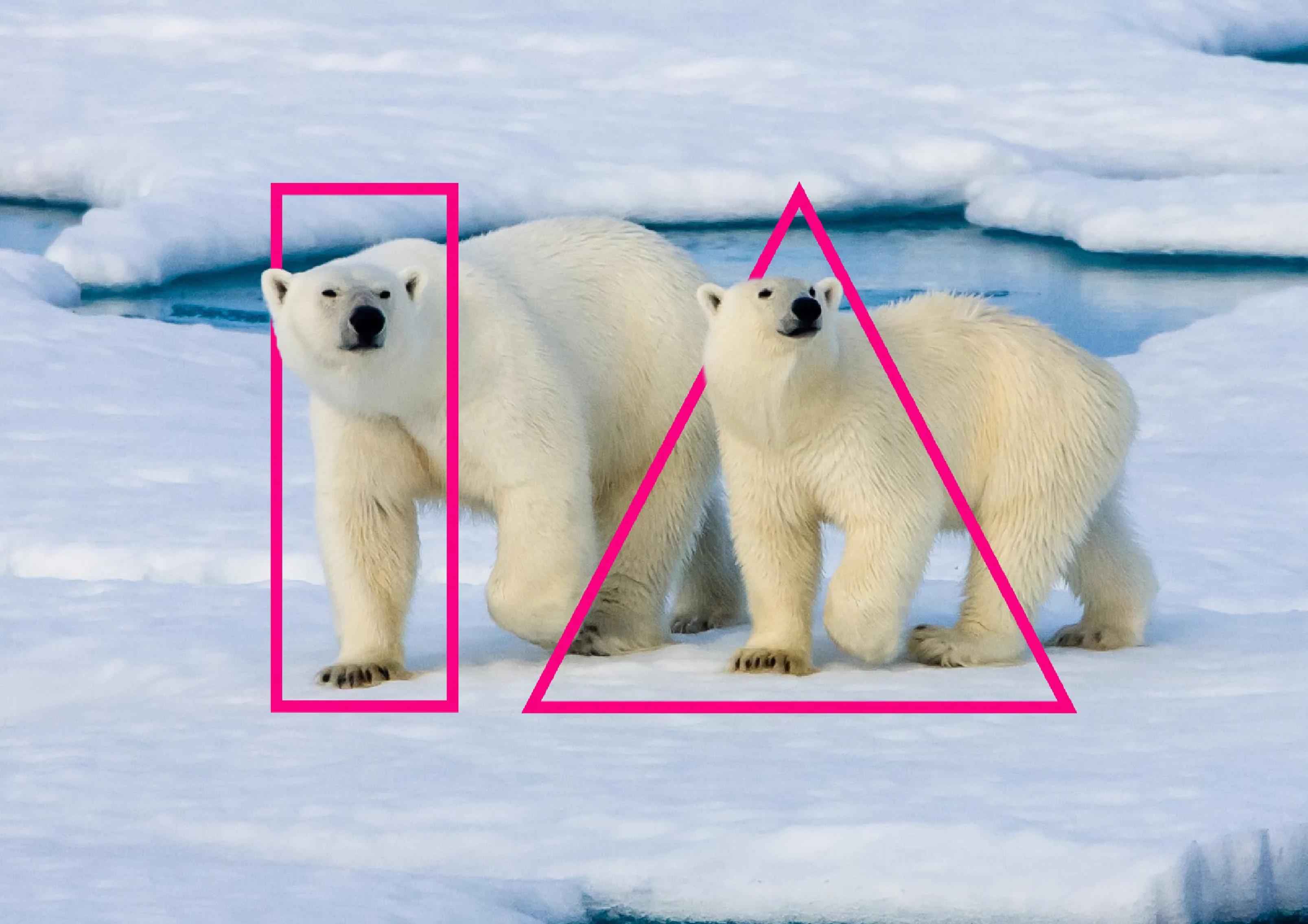 photo of polar bears edited with the UCD IA logo