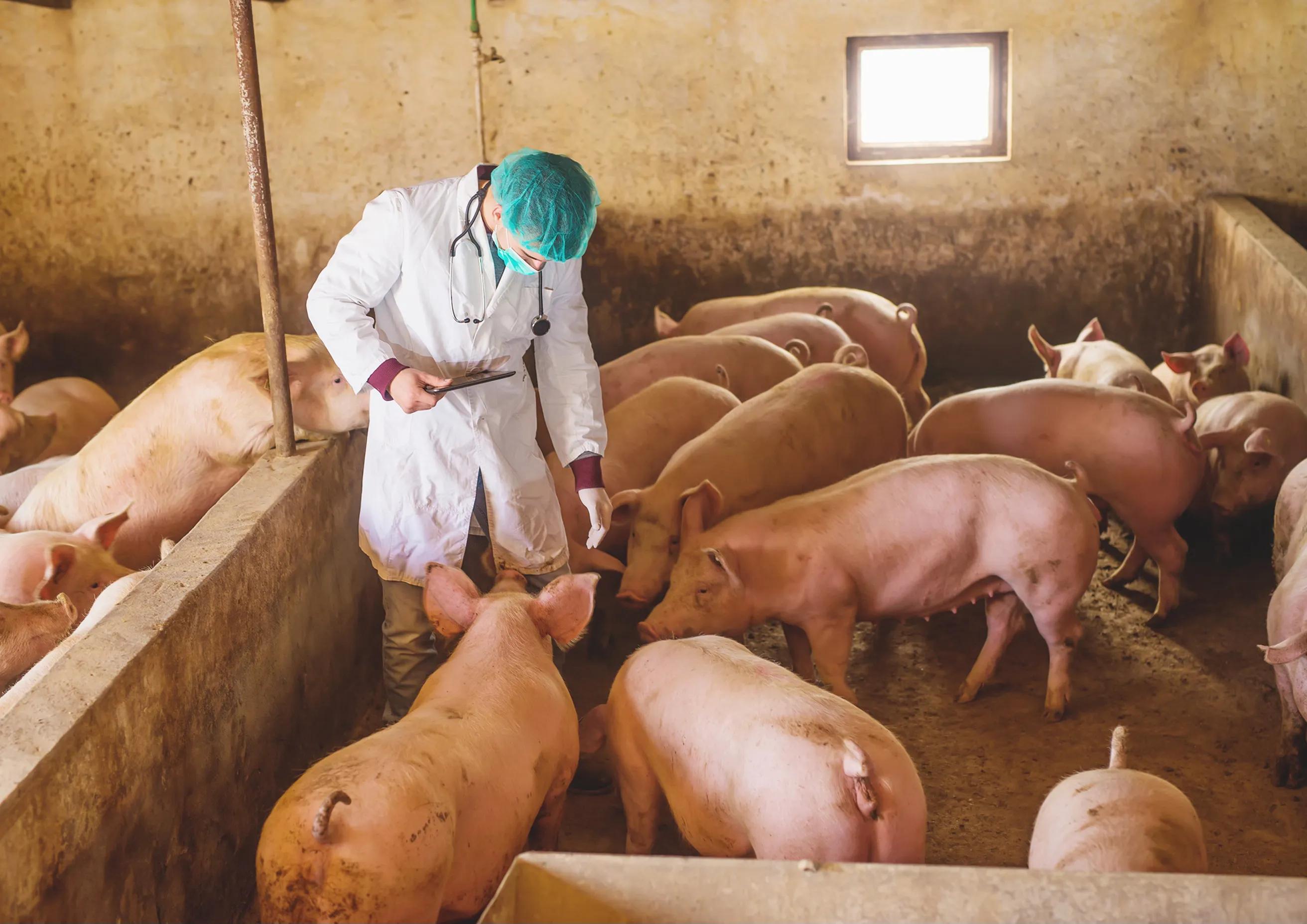 A man inspecting pigs