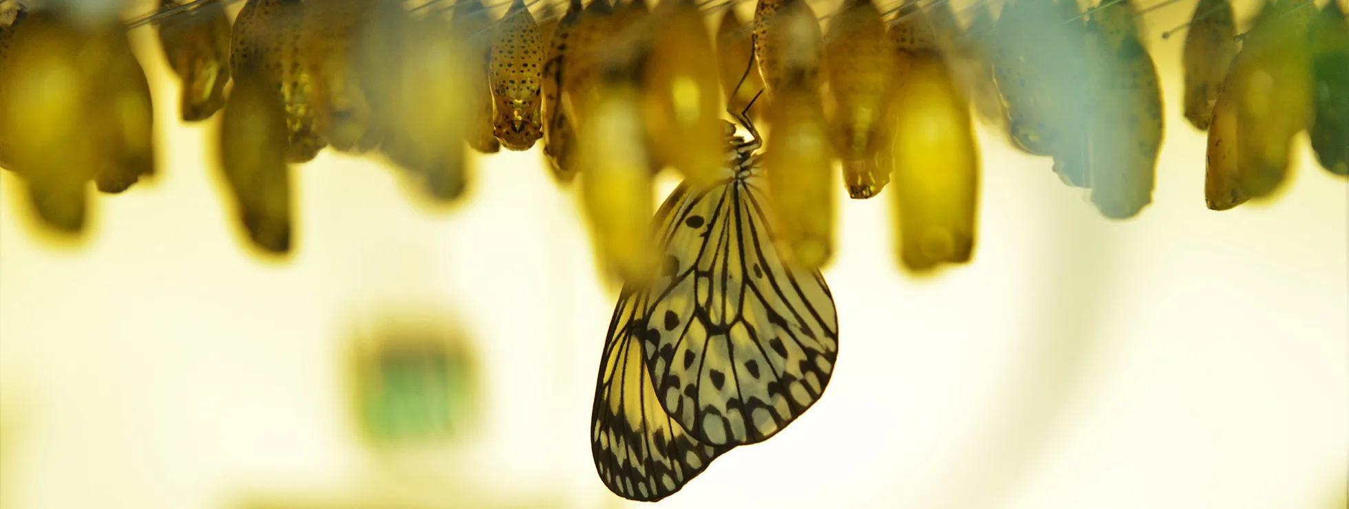 Butterfly-emerging-GettyImages-492627040-blog.jpg
