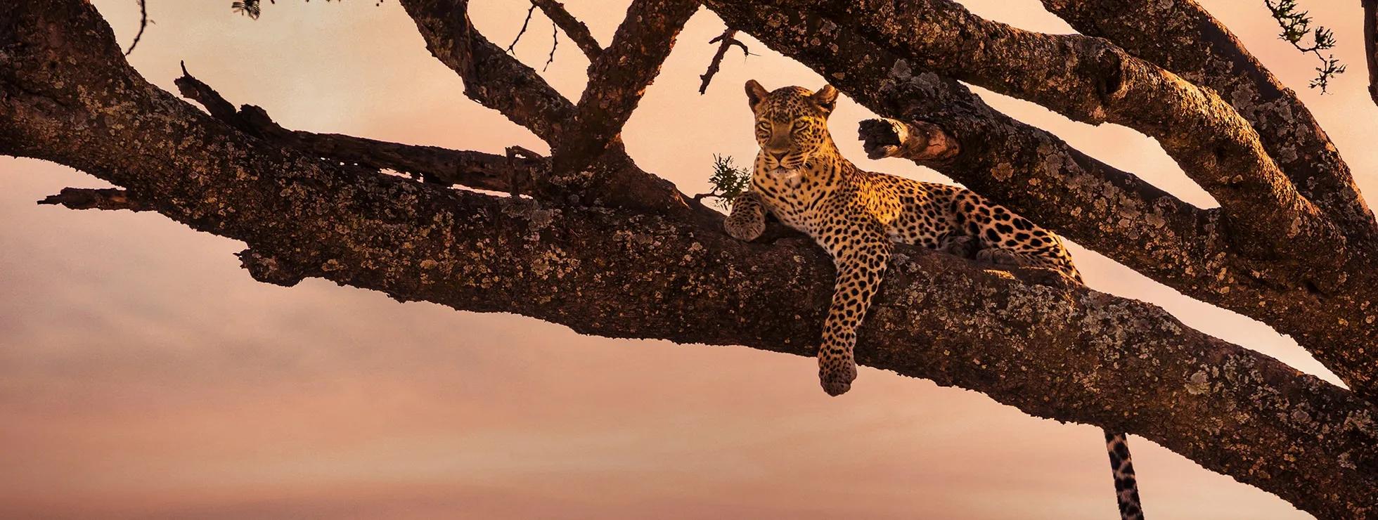 Leopard-GettyImages-880400564-blog_0.jpg