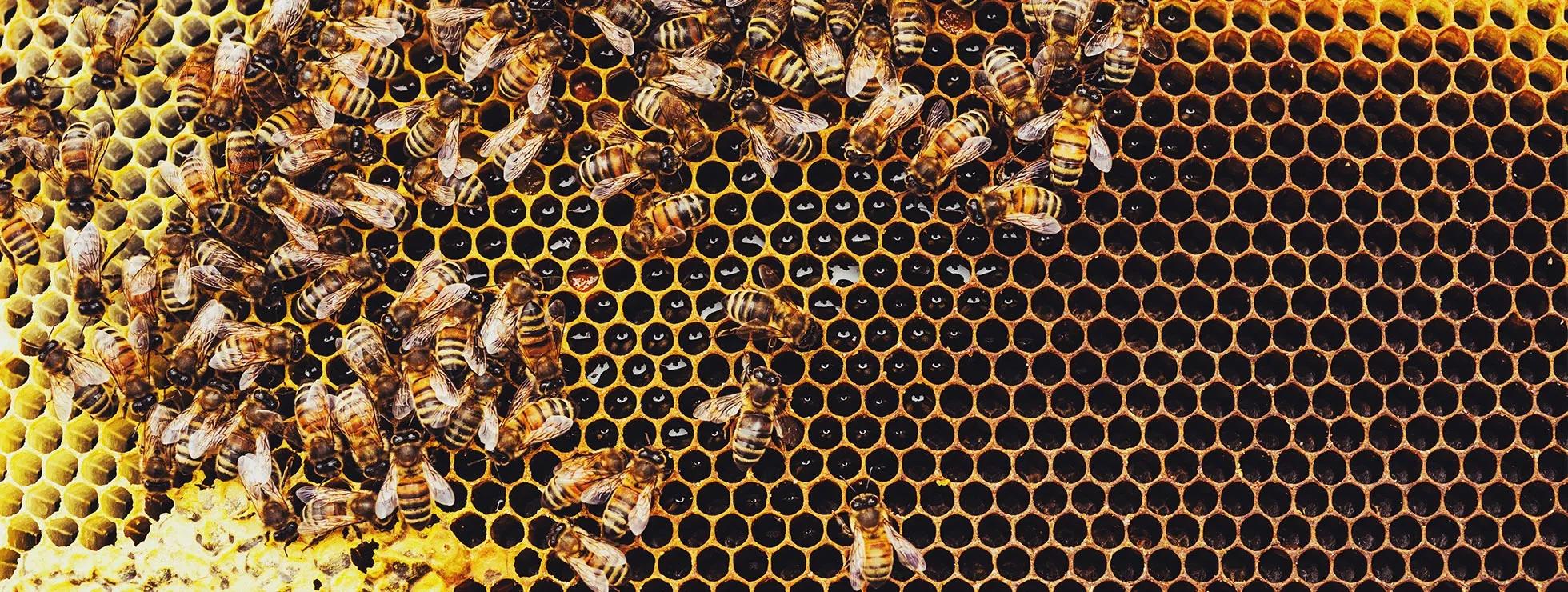 bees.jpg