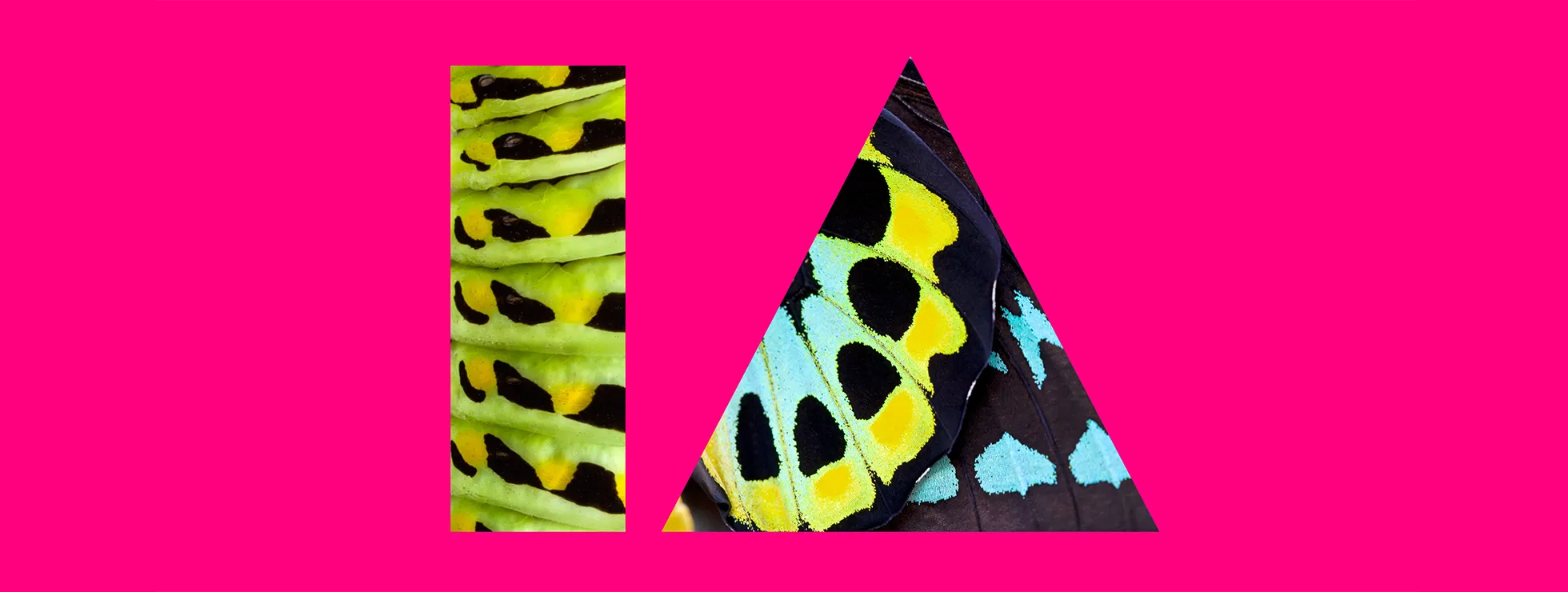 IE%20header.png